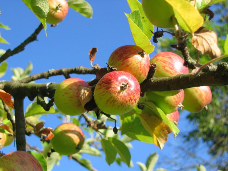 Like Johnny Appleseed