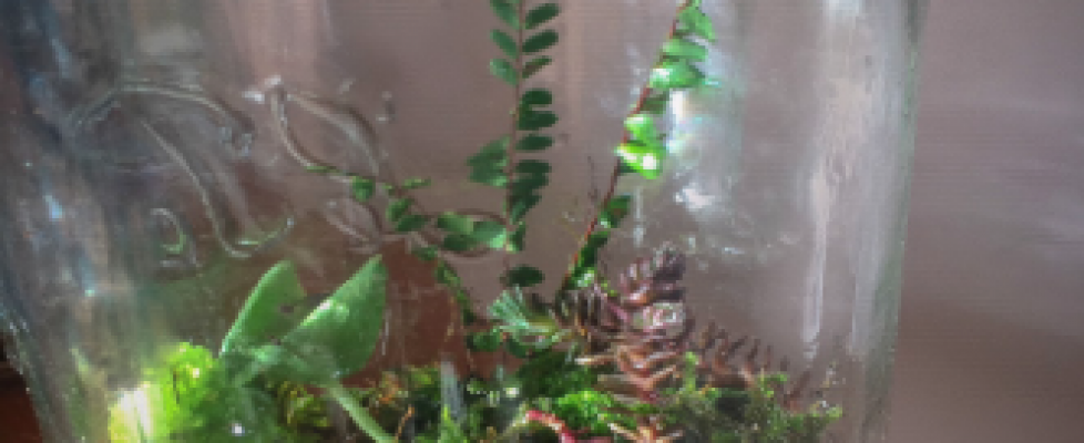 Creating a Terrarium