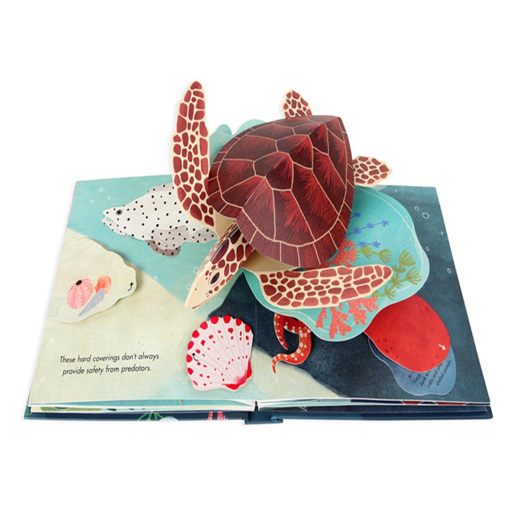 Shells: Summer Pop-Up Book