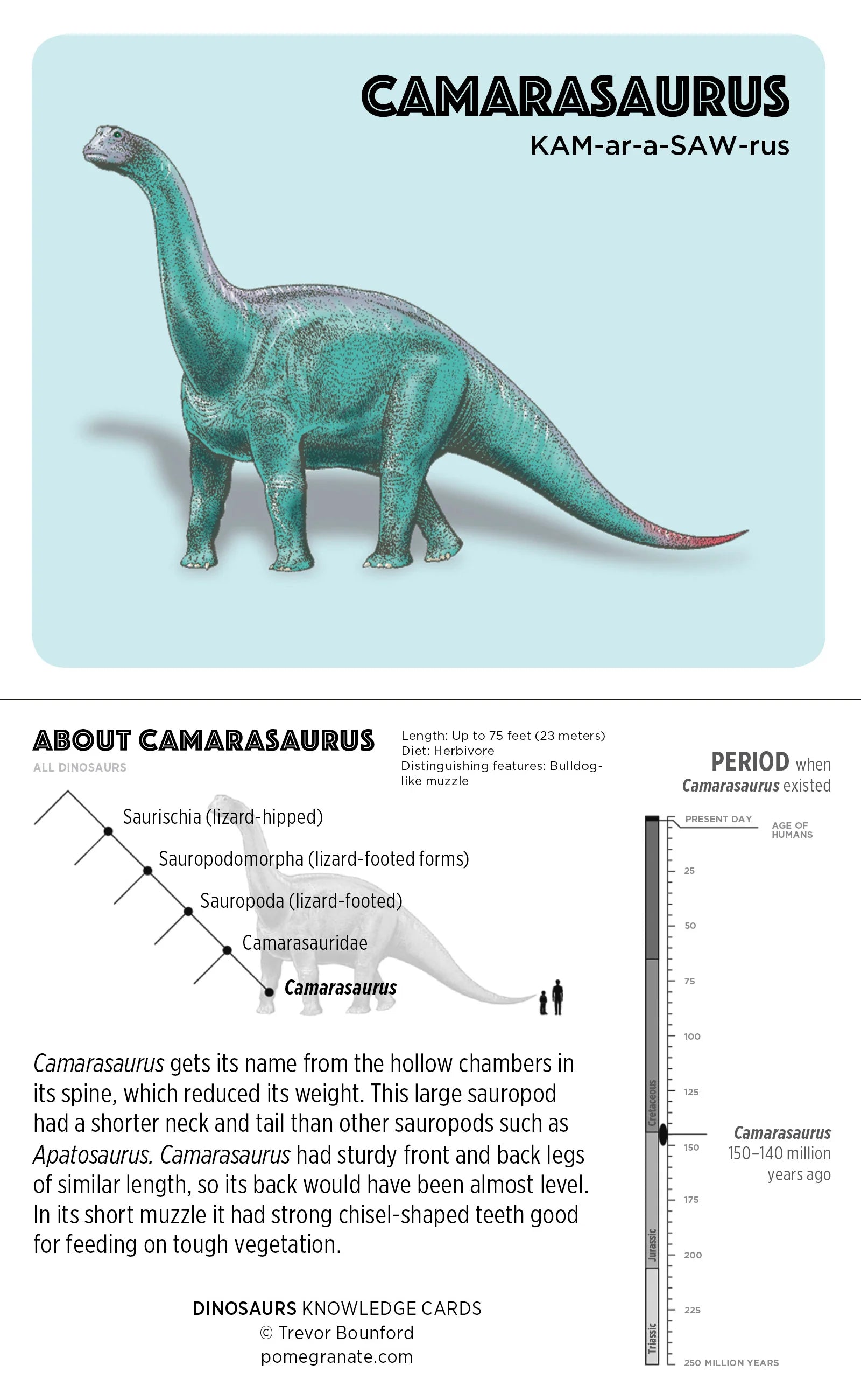 Dinosuars Knowledge Cards