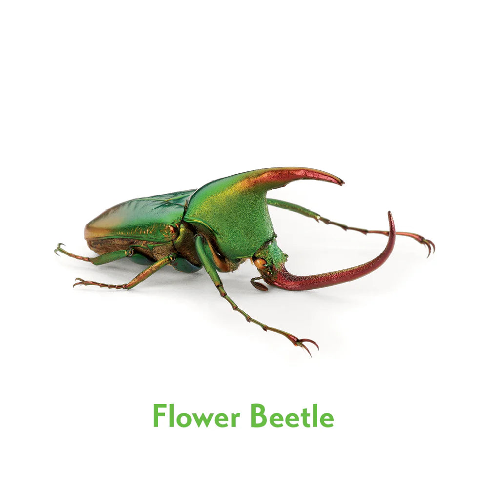 Insects Memory Game